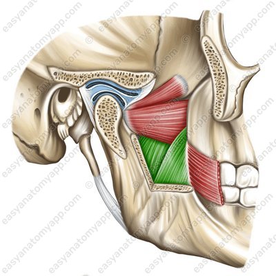 Medial pterygoid muscle (musculus pterygoideus medialis)
